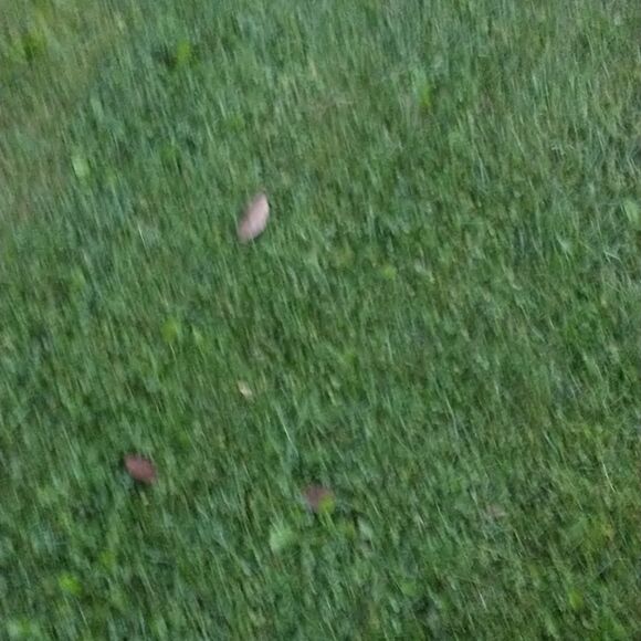 Women Black Wet Look High Waisted Party Shorts New SZ XL. Condition is New - Picture 4 of 6